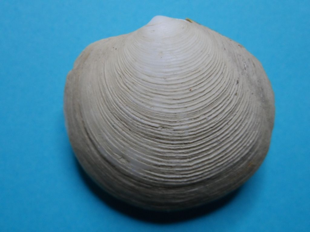 Bivalve per identificare